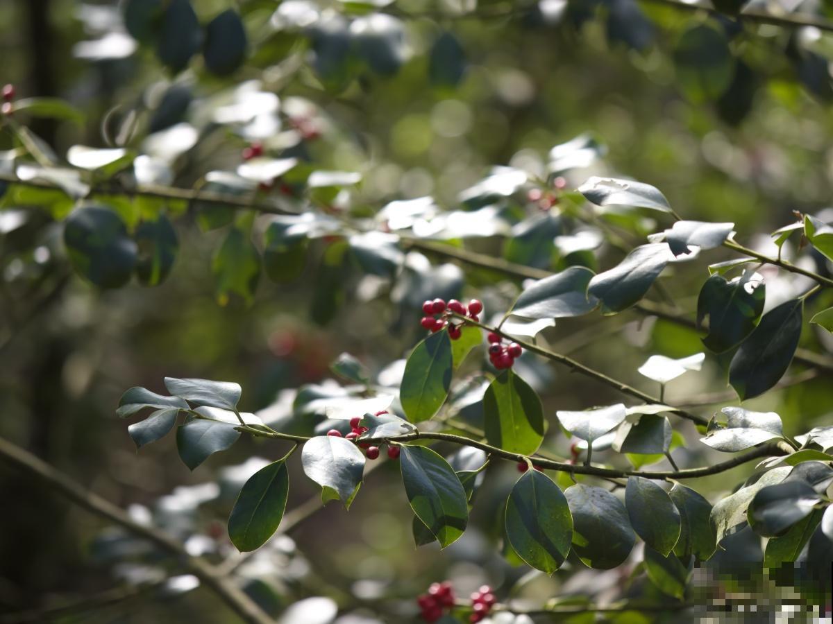 冬青怎么修剪成球