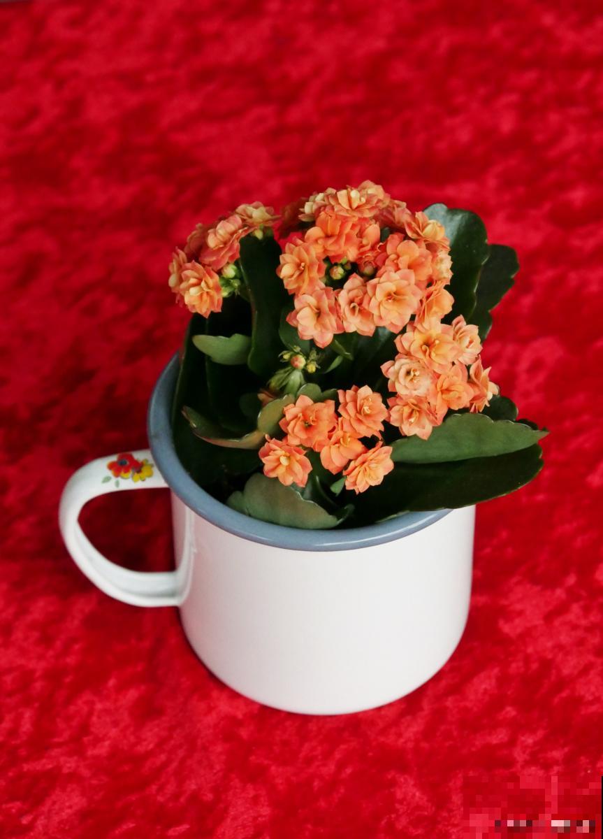 长寿花不爱长怎么办