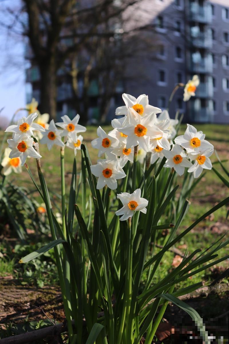 块茎类花卉有哪些