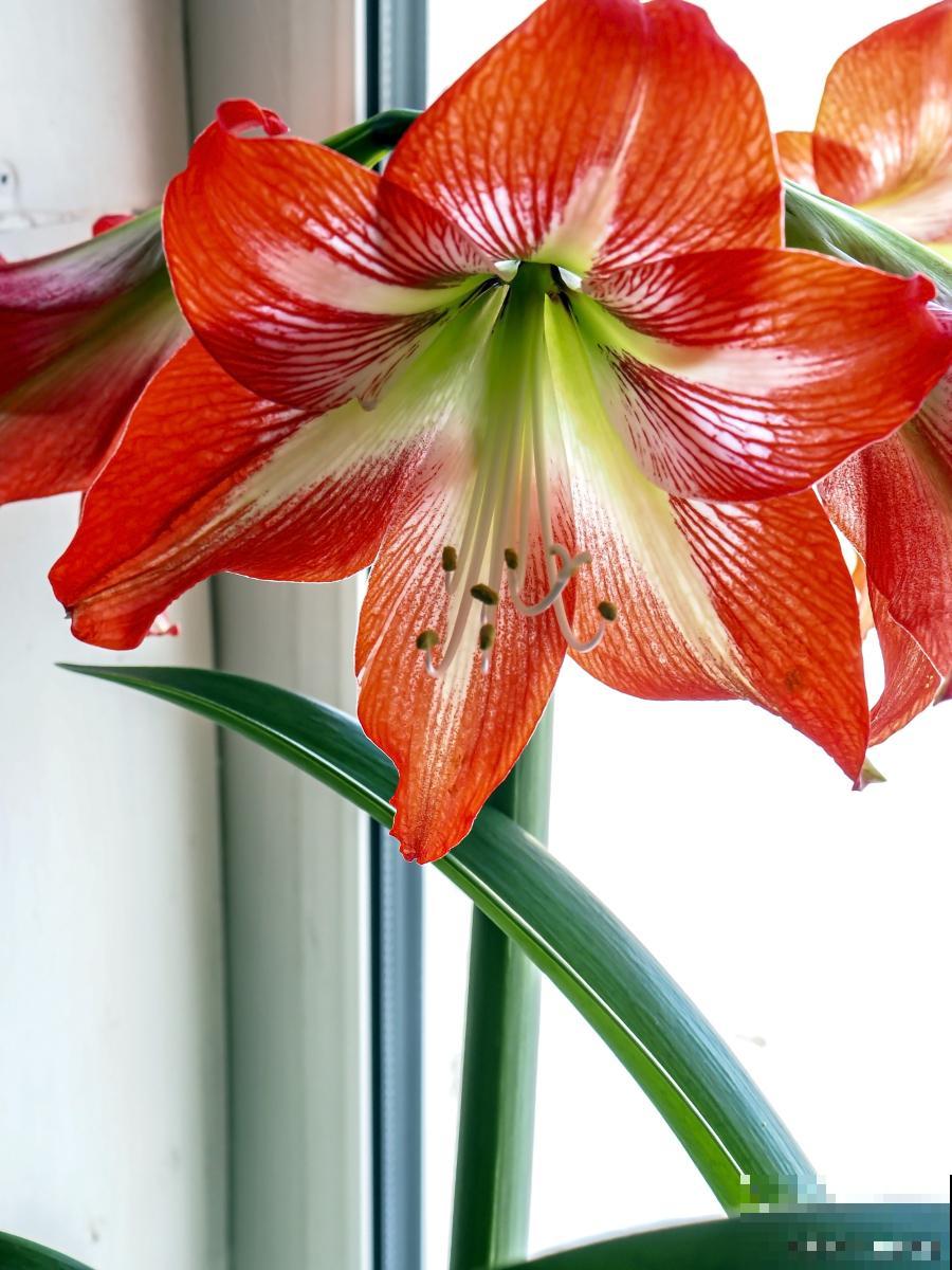 朱顶红什么时候休眠