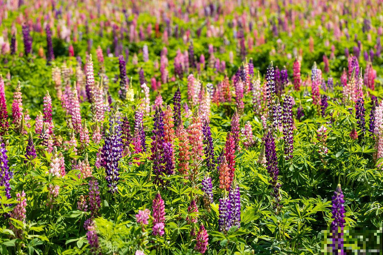 鲁冰花叶子枯萎蔫了怎么办 鲁冰花叶子枯萎蔫了怎么办