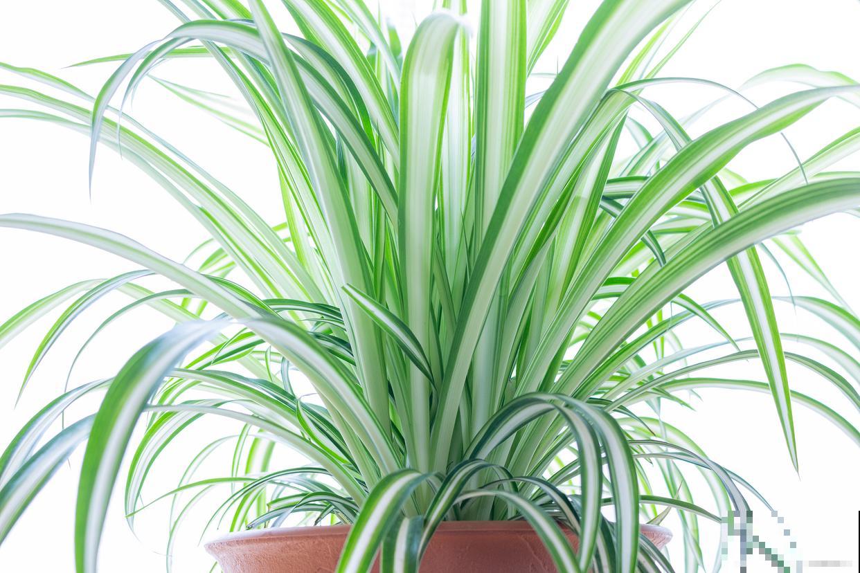 吊兰为什么不出枝条 吊兰为什么不出枝条