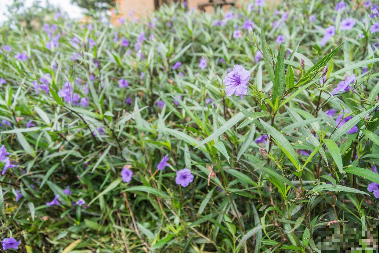 半枝莲什么时候种 半枝莲什么时候种