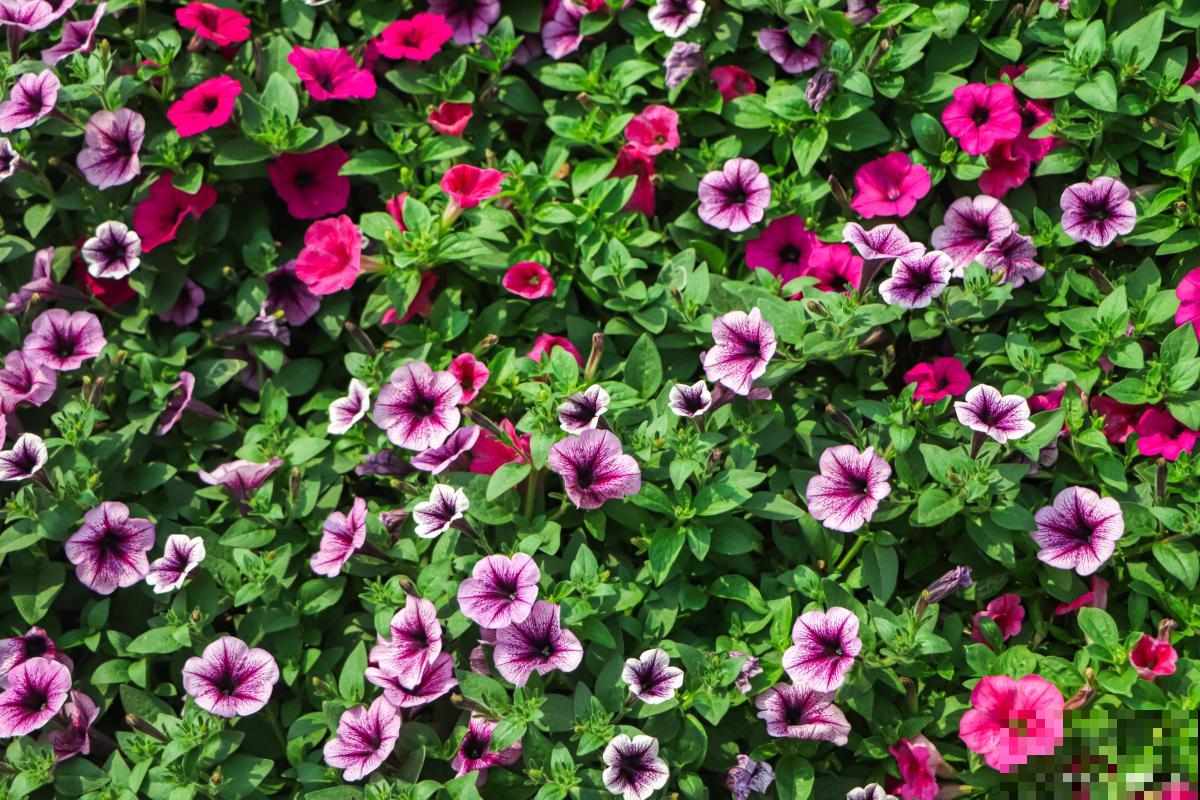 矮牵牛什么季节开花 矮牵牛什么季节开花