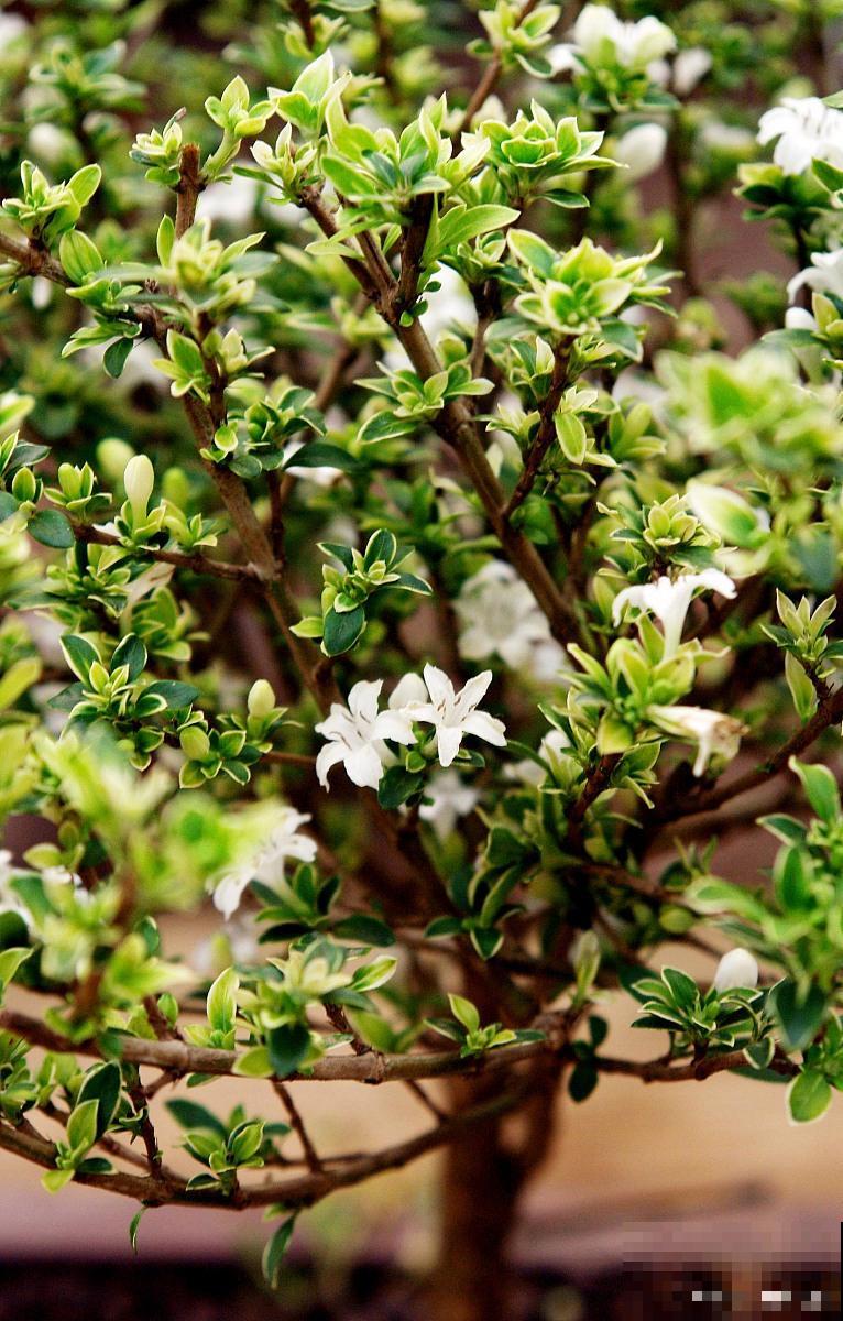 六月雪多久开花？