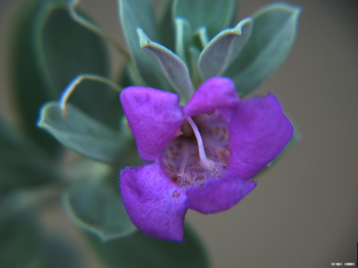 海豚花怎么修剪? 海豚花怎么修剪?