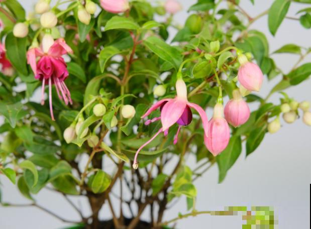 灯笼花长腻虫，不要着急，做好这3步就能解决