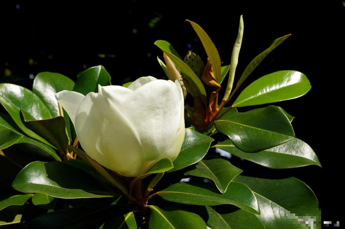 白兰花有什么特点 白兰花有什么特点
