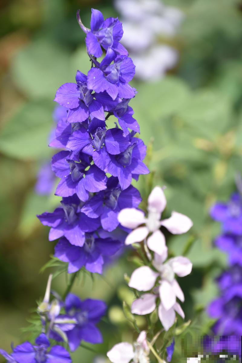 飞燕草什么时候种