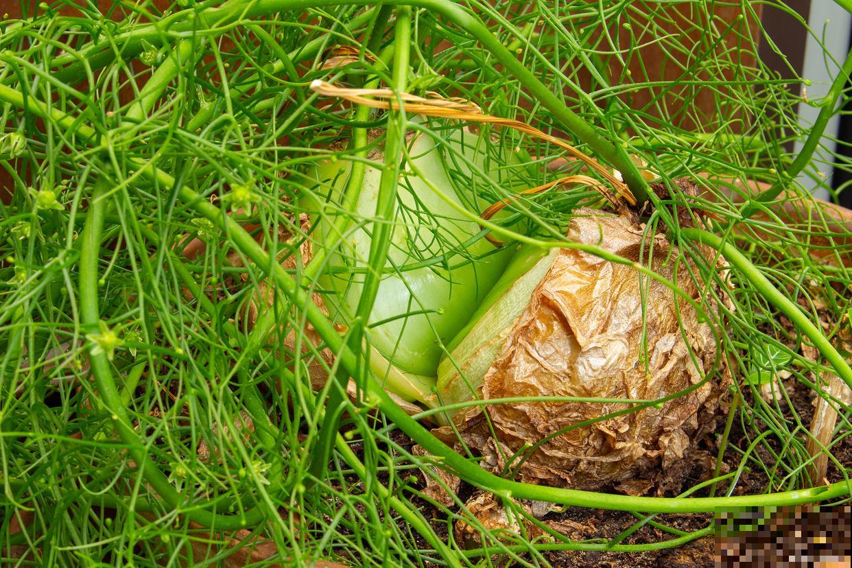 大苍角殿用什么土