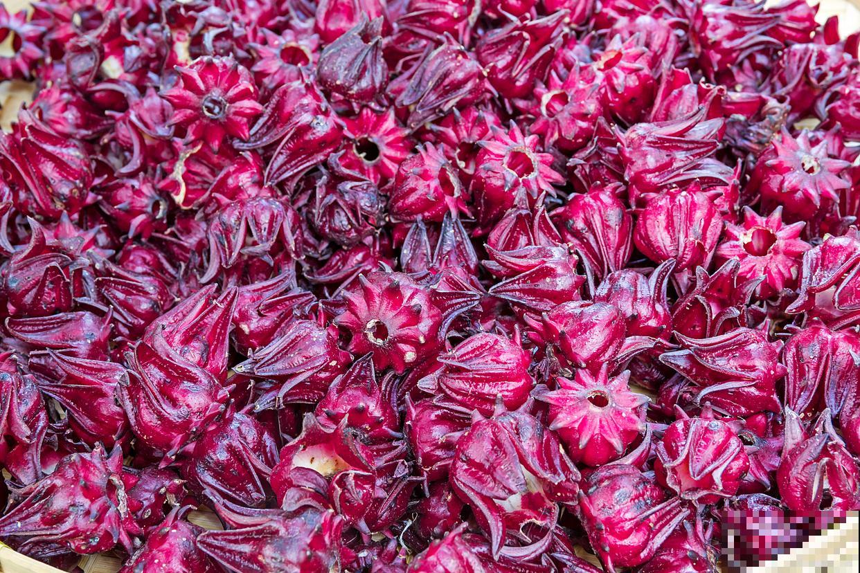 玫瑰茄怎么种植？