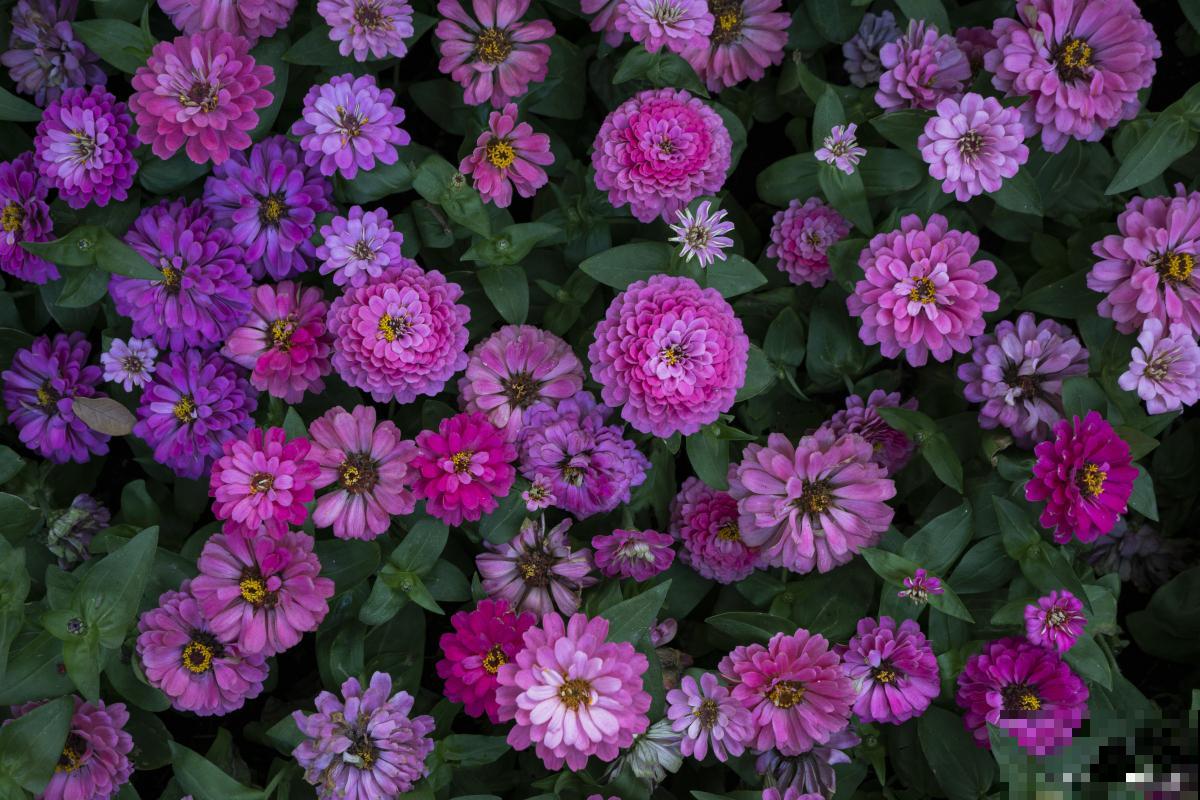 瓜叶菊怎么繁殖？