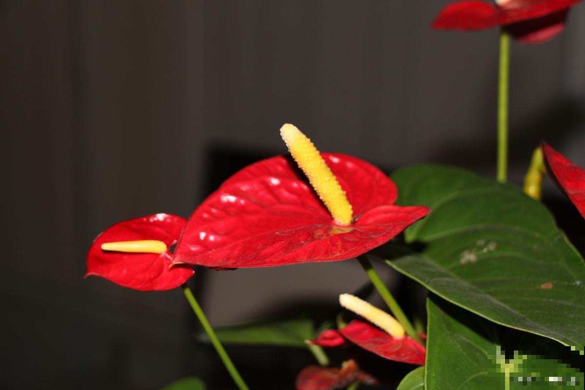 红掌花能开多久? 红掌花能开多久?