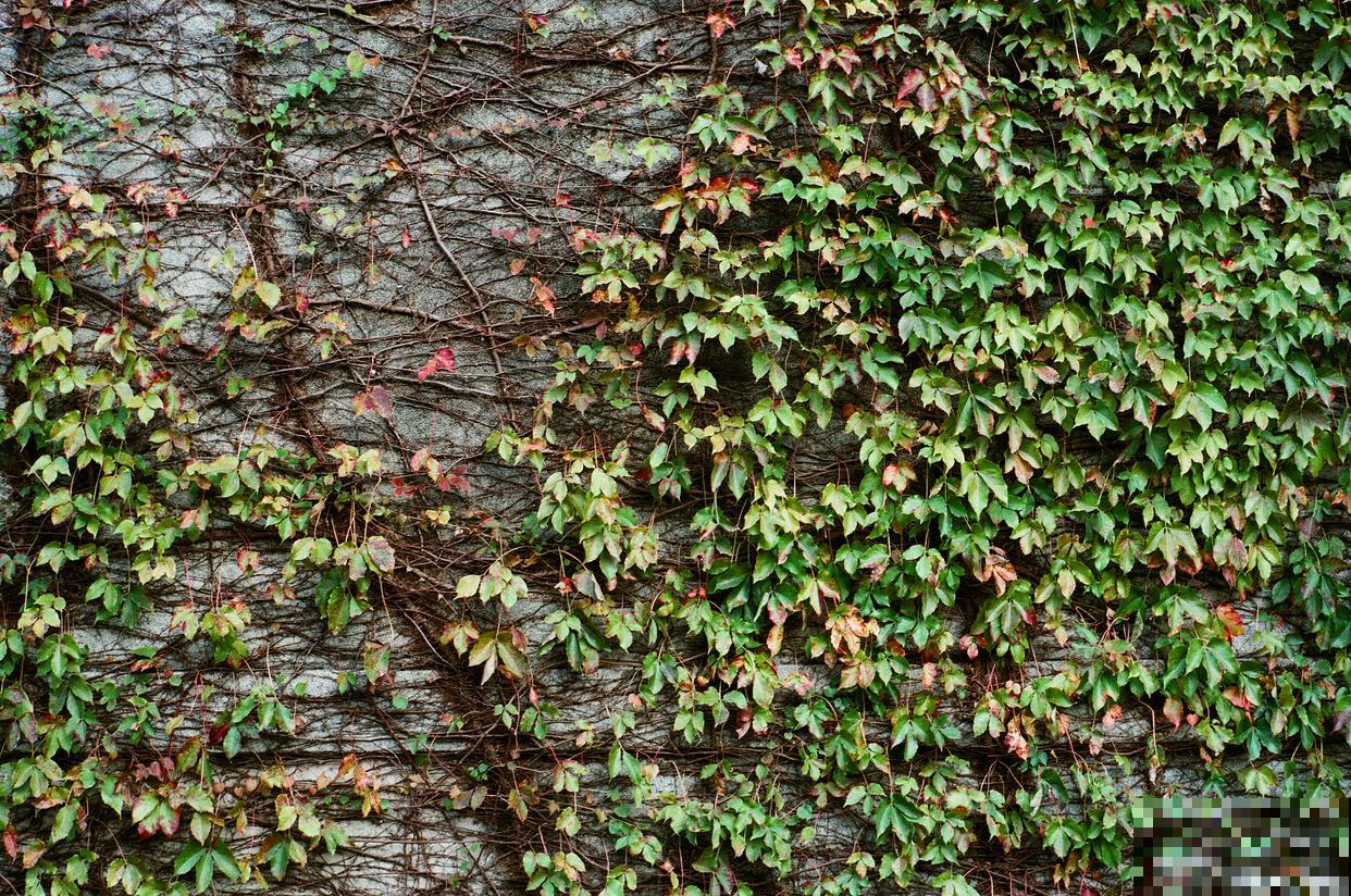常见的藤本植物有哪些 常见的藤本植物有哪些