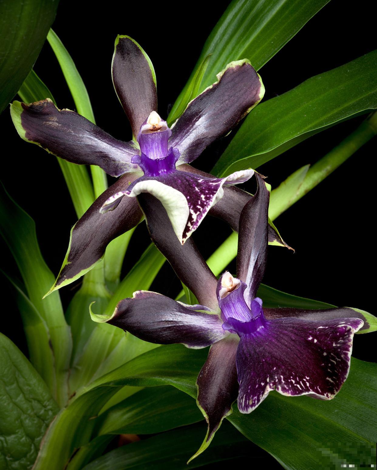 紫根兰花怎么养？