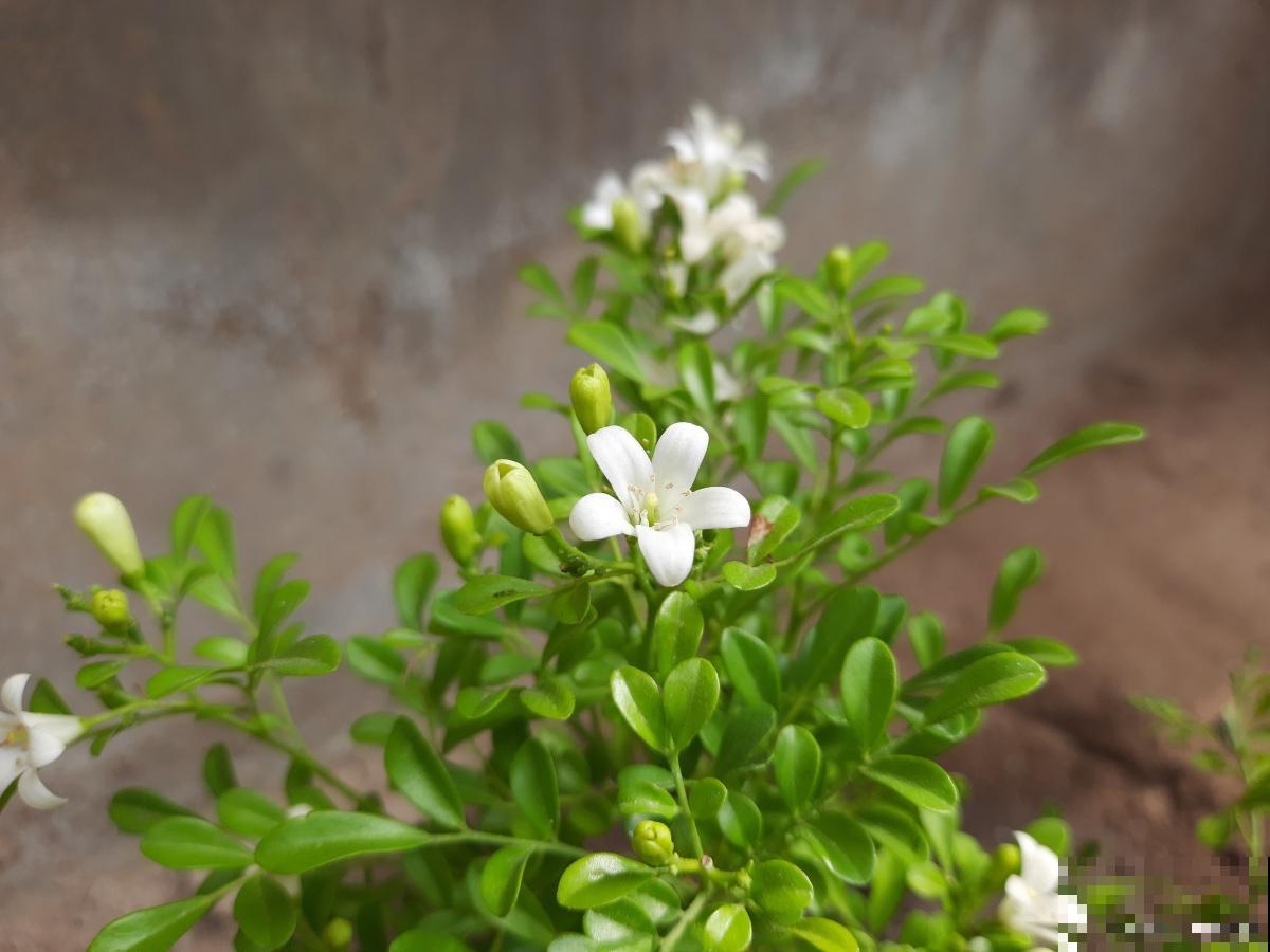 九里香的叶子发白是怎么回事