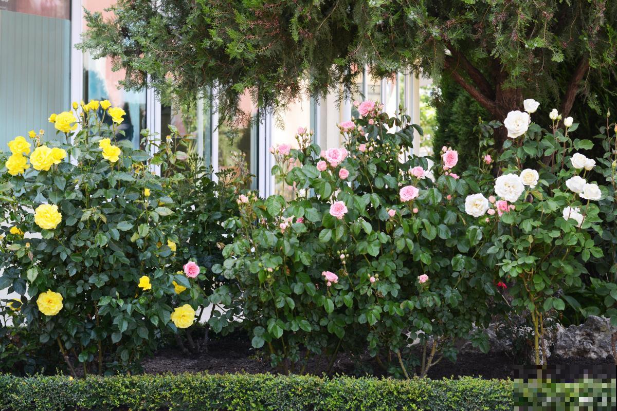 蔷薇花如何修剪？