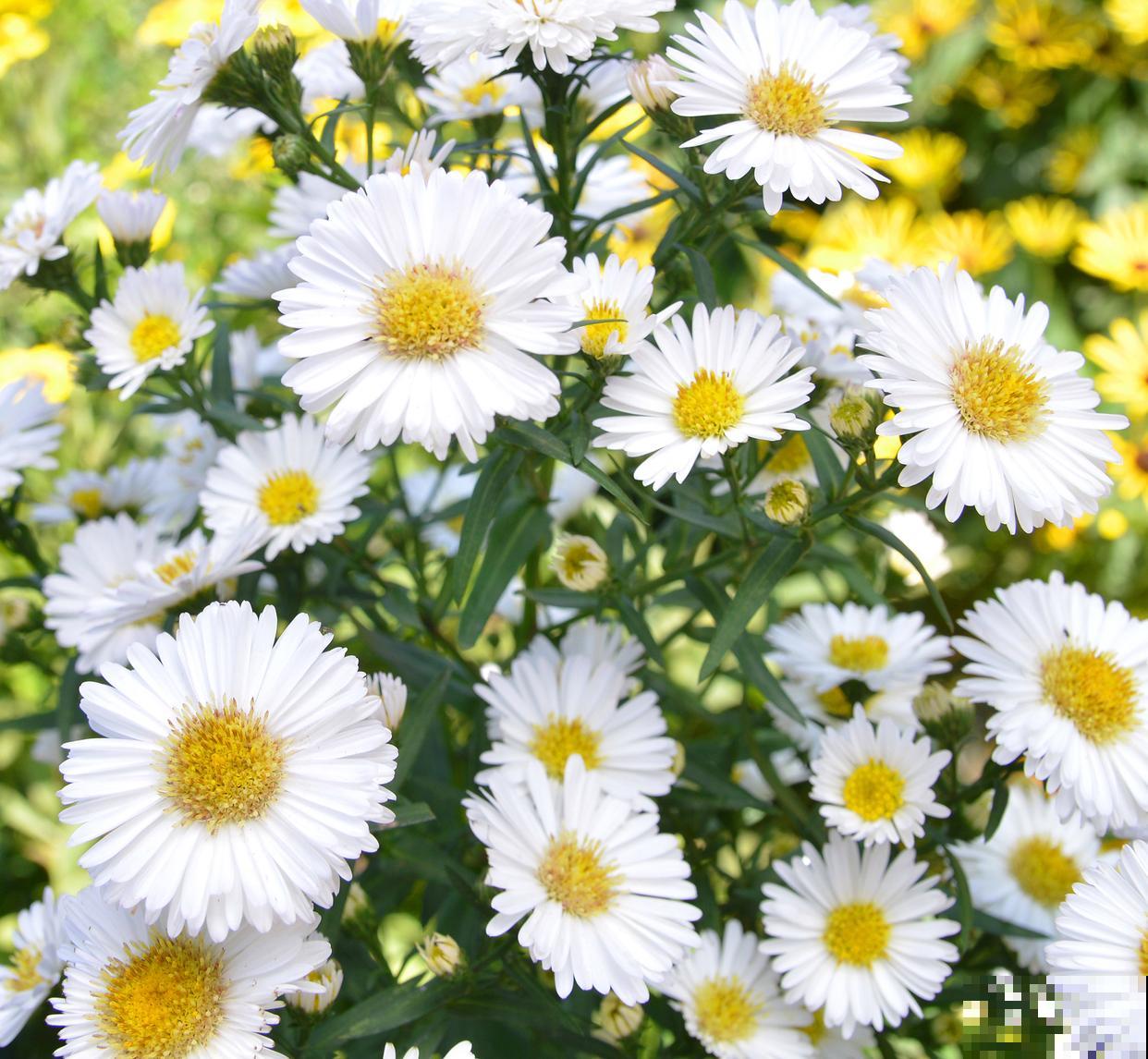 玛格丽特盆栽怎么养 玛格丽特盆栽怎么养