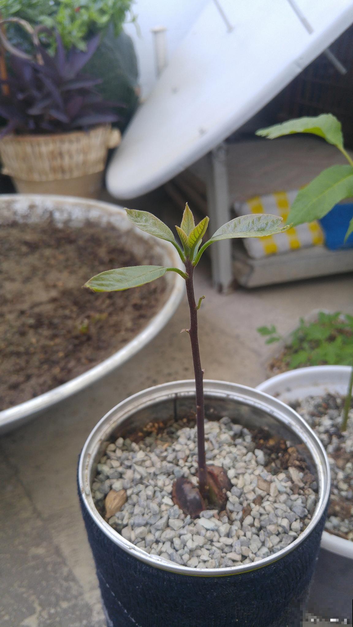 杜鹃花可以扦插繁殖吗