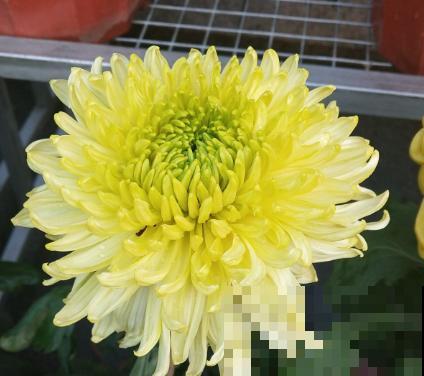 菊花的种植简单，记住这4点，开花更大