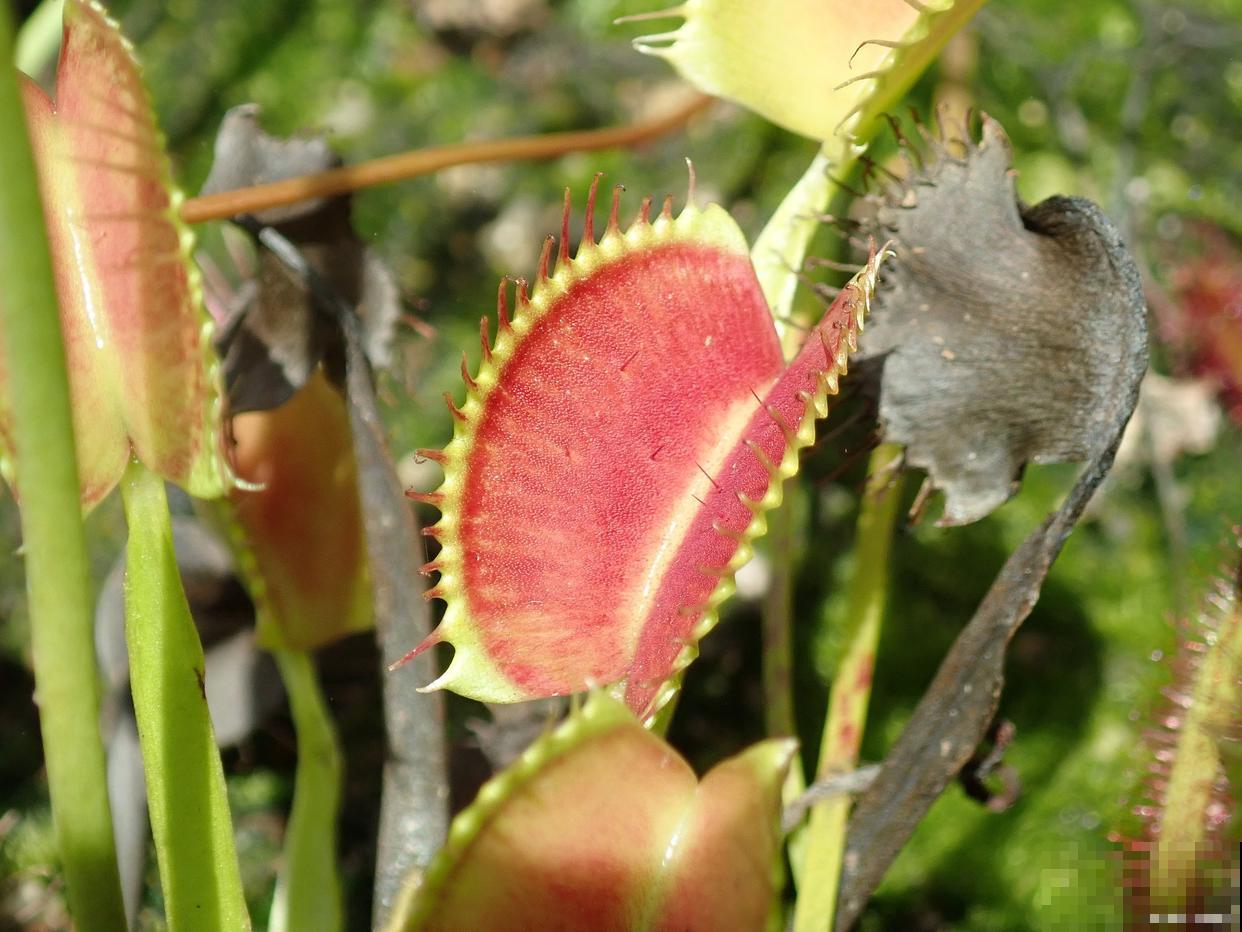 捕蝇草如何繁殖？