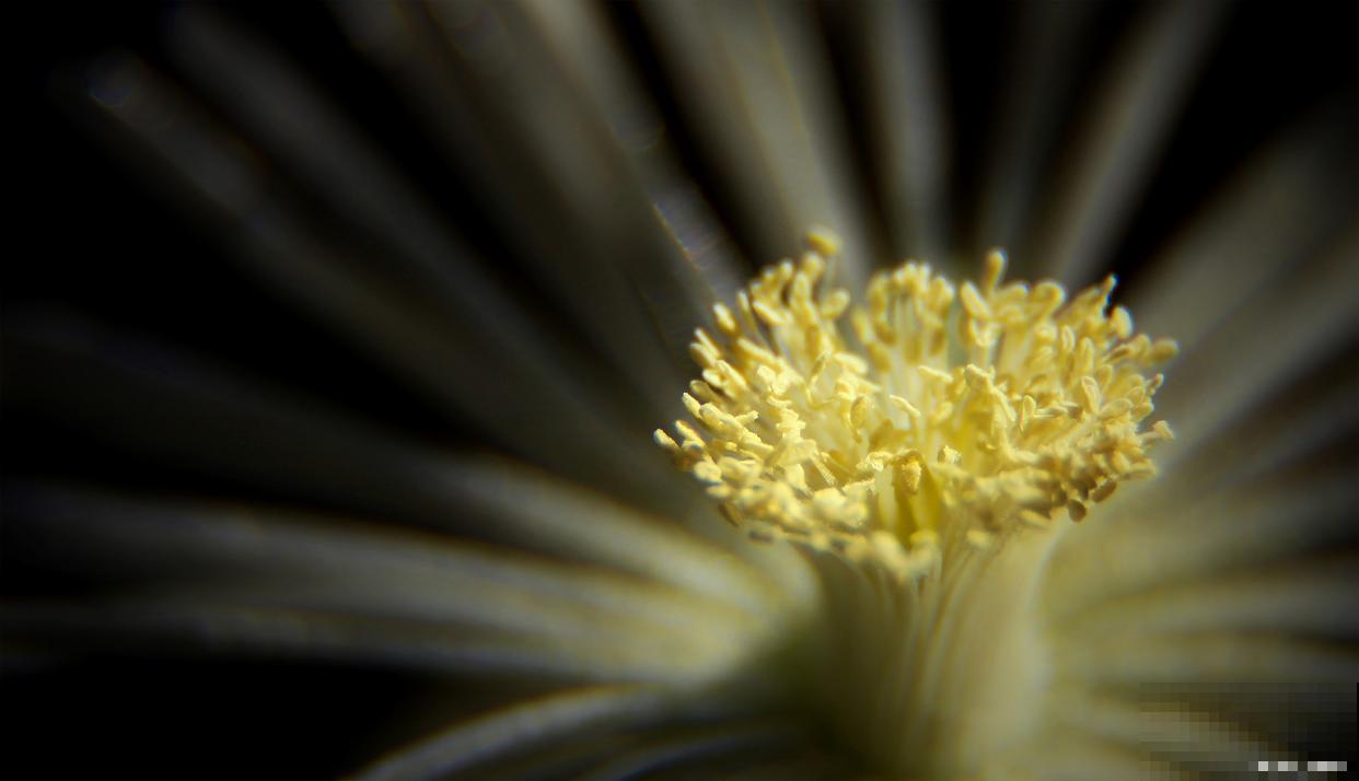 生石花脱皮怎么养护