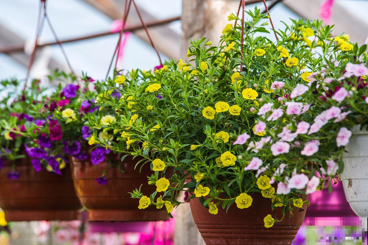 百万小铃怎么浇水 百万小铃怎么浇水