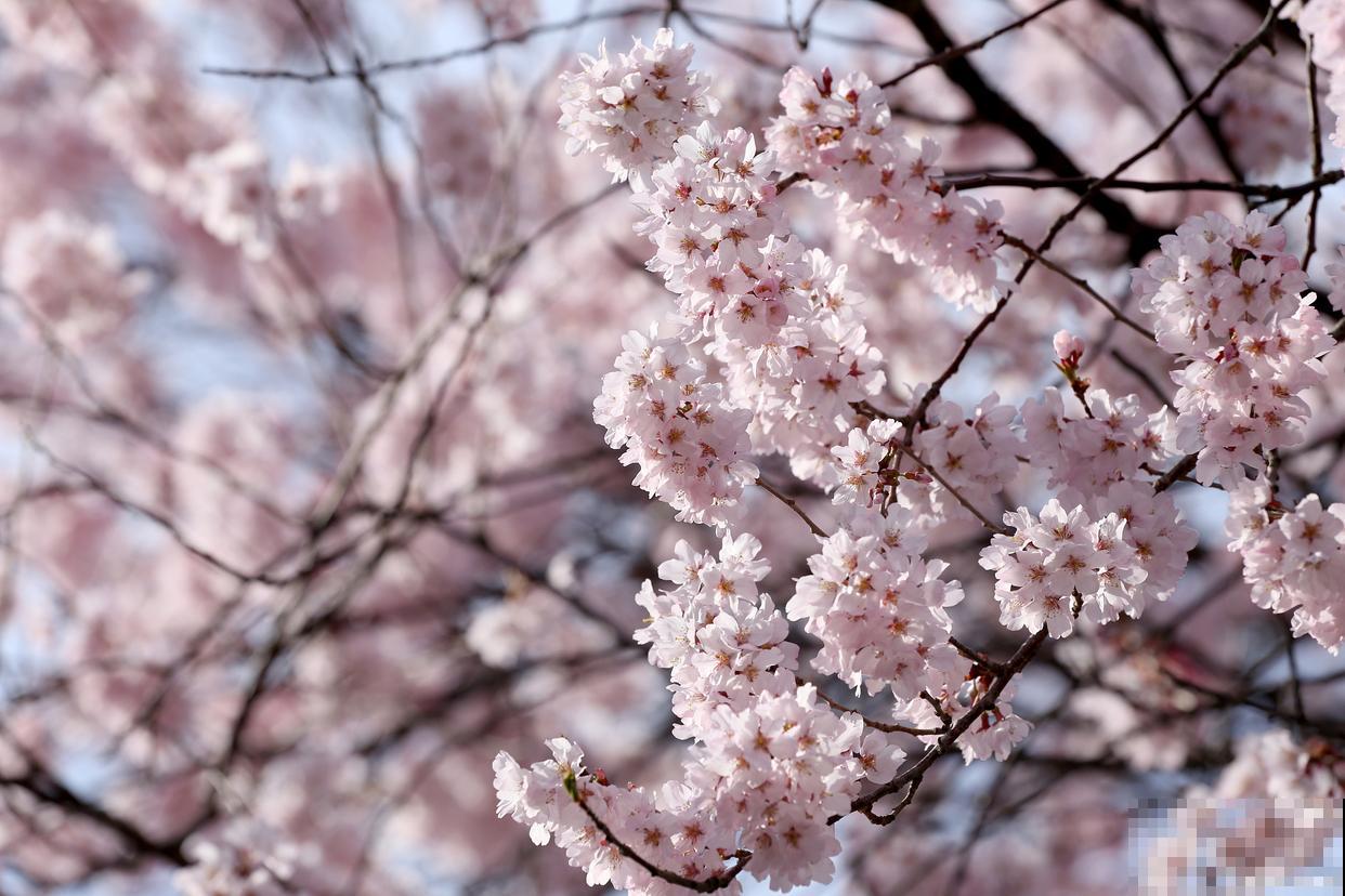 日本樱花怎么繁殖 日本樱花怎么繁殖