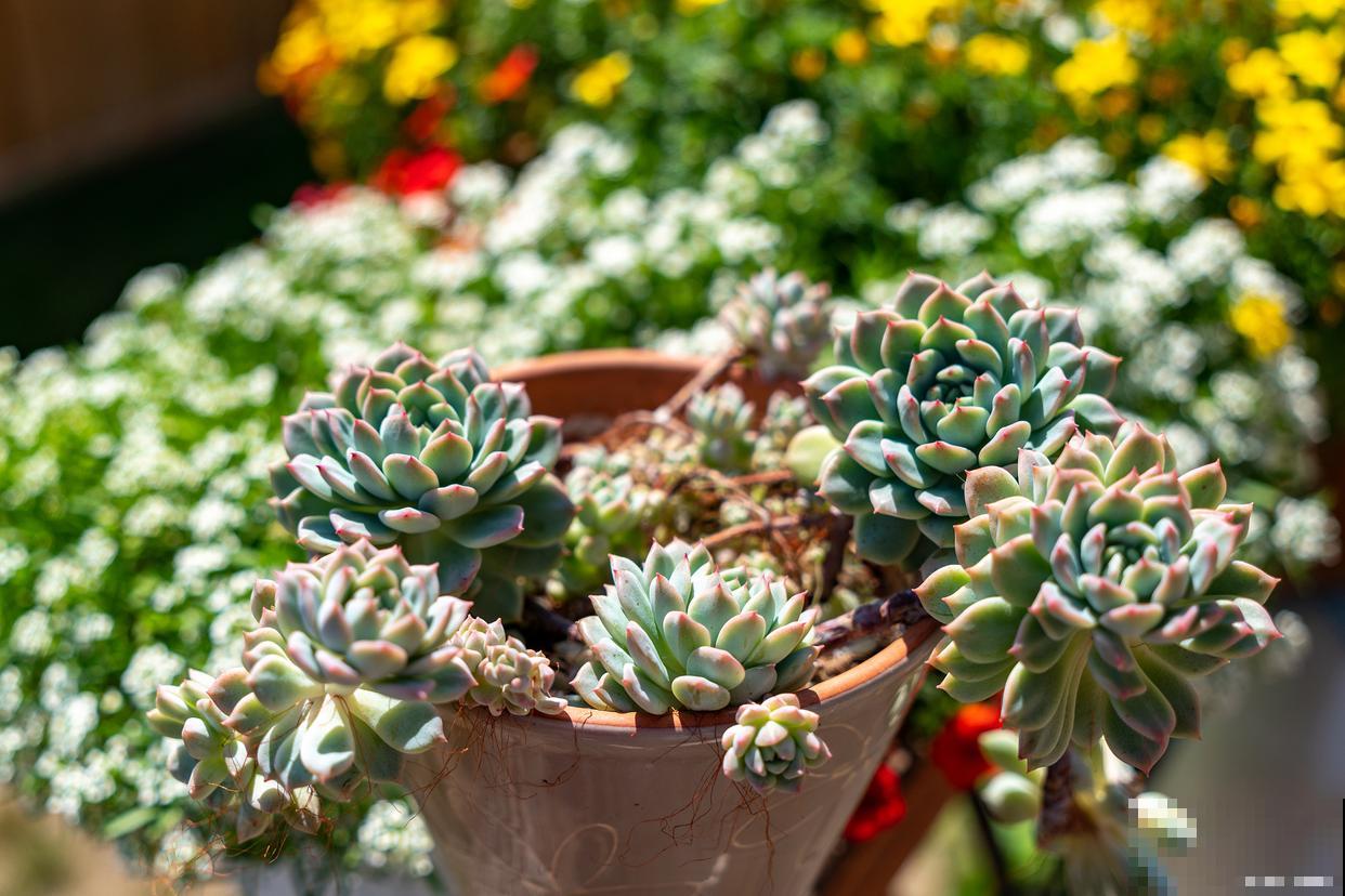 多肉被雨淋了怎么办