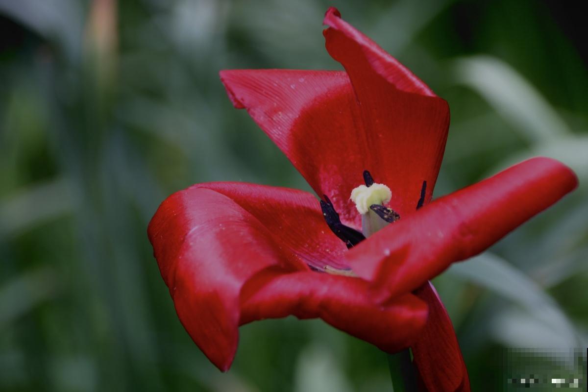 对红开花后怎么处理 对红开花后怎么处理