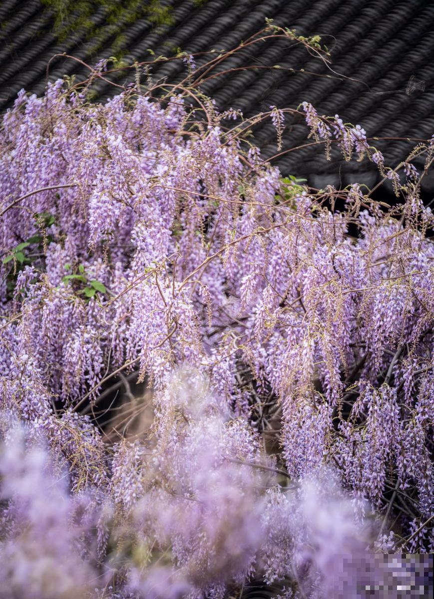 紫藤花为什么不开花 紫藤花为什么不开花