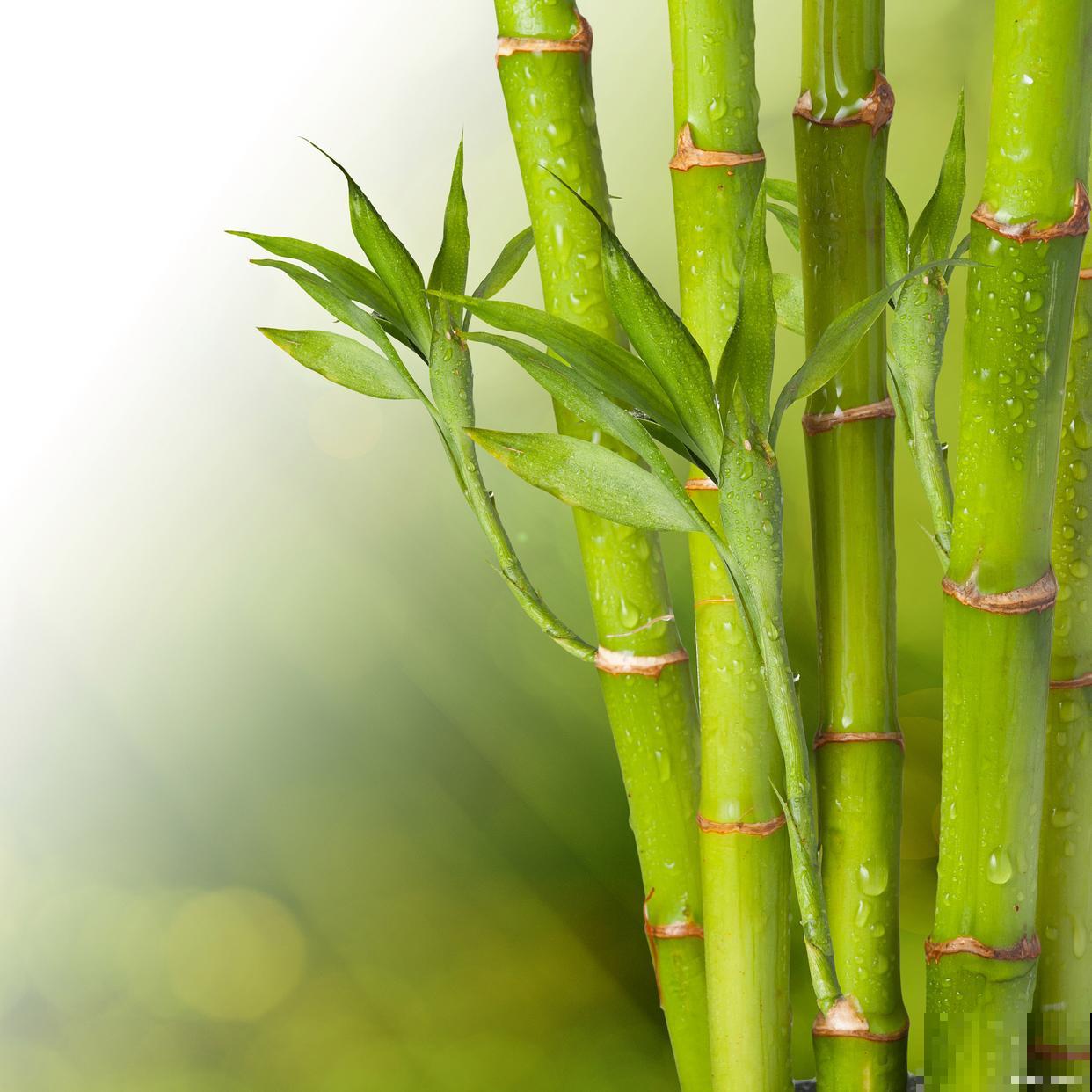 转运竹如何修剪？