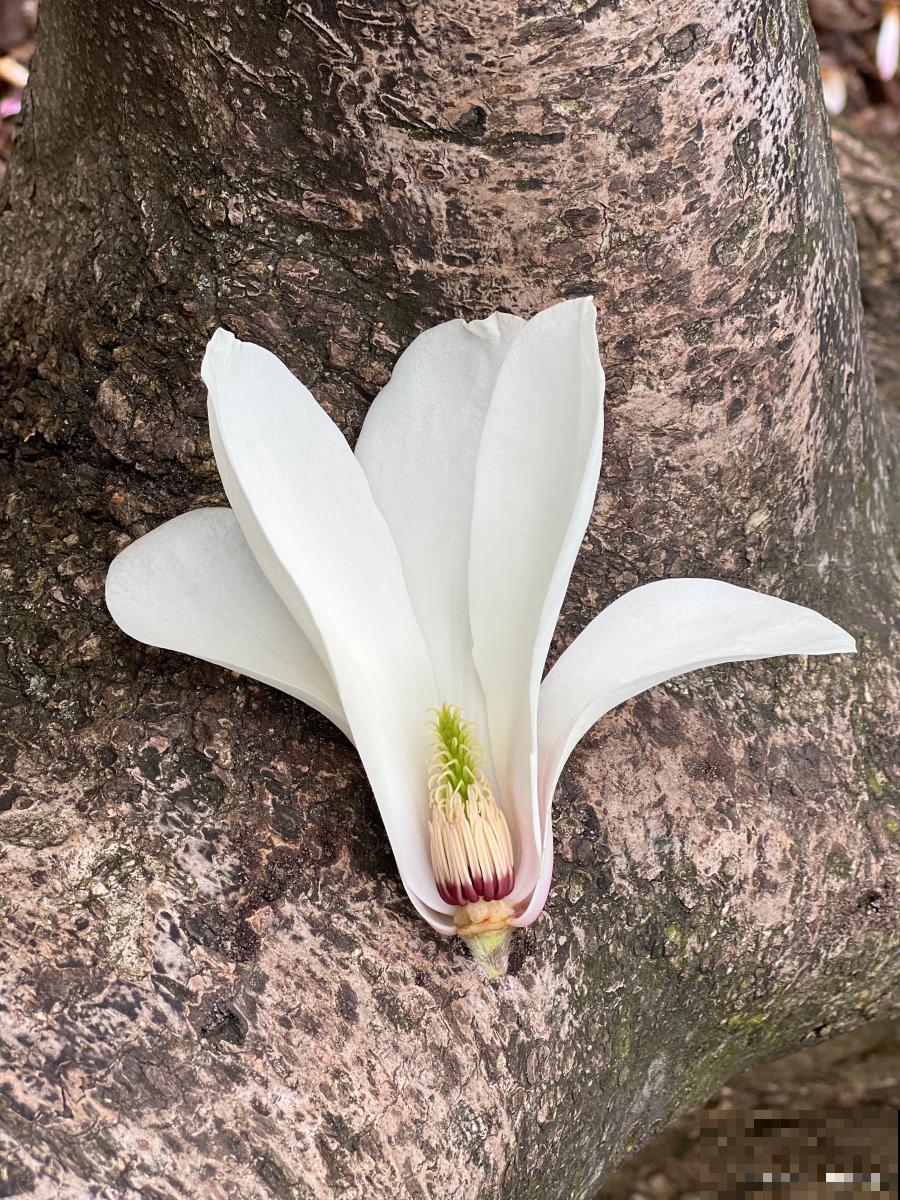 白兰花有什么特点 白兰花有什么特点