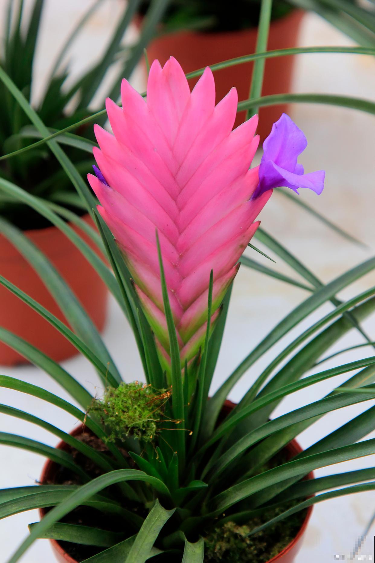 铁兰花怎么繁殖？