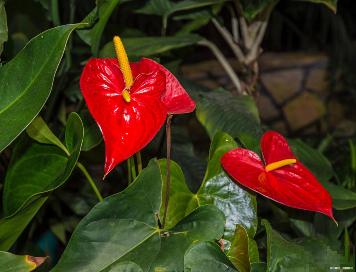 红掌花能开多久? 红掌花能开多久?