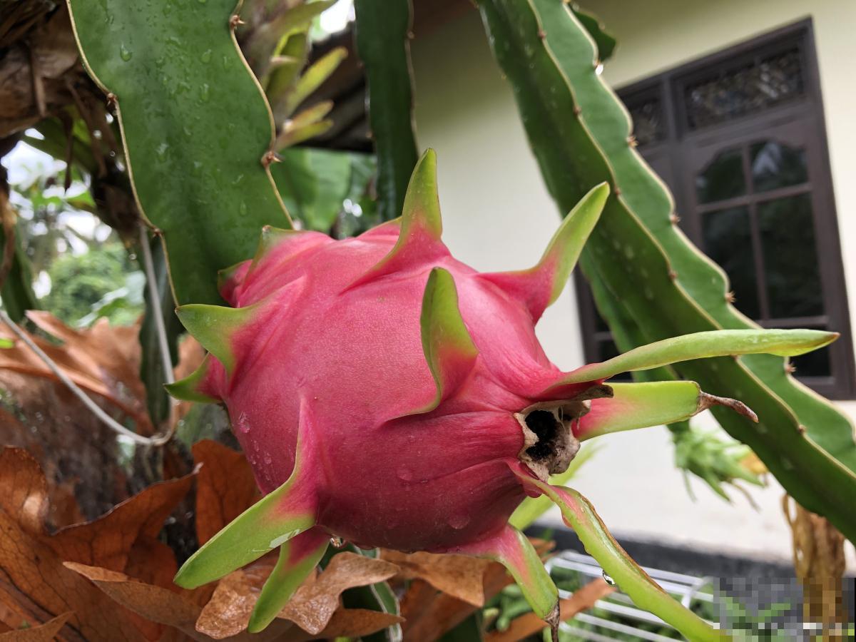 火龙果为什么不结果