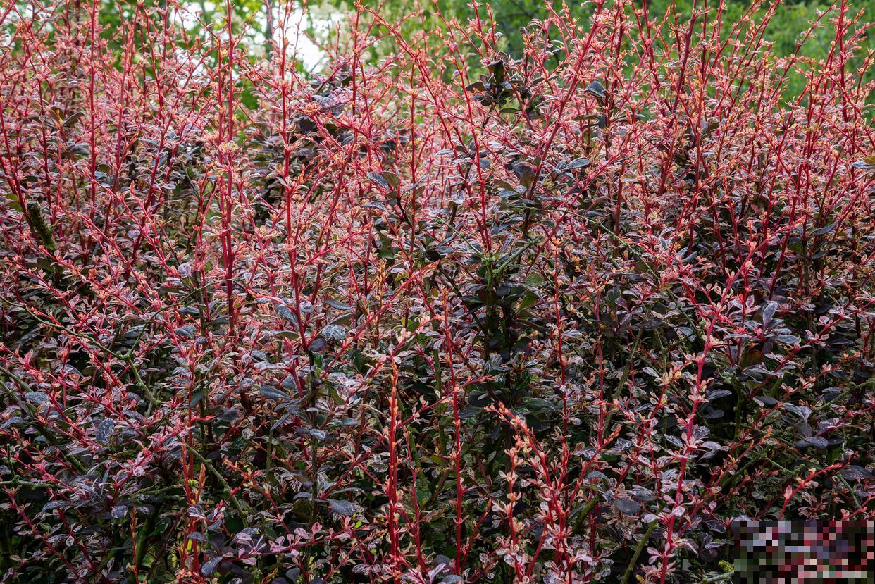 道路两旁适合种什么花