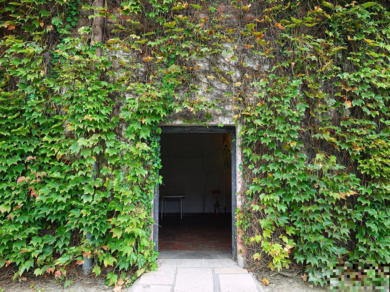 爬山虎如何移植？