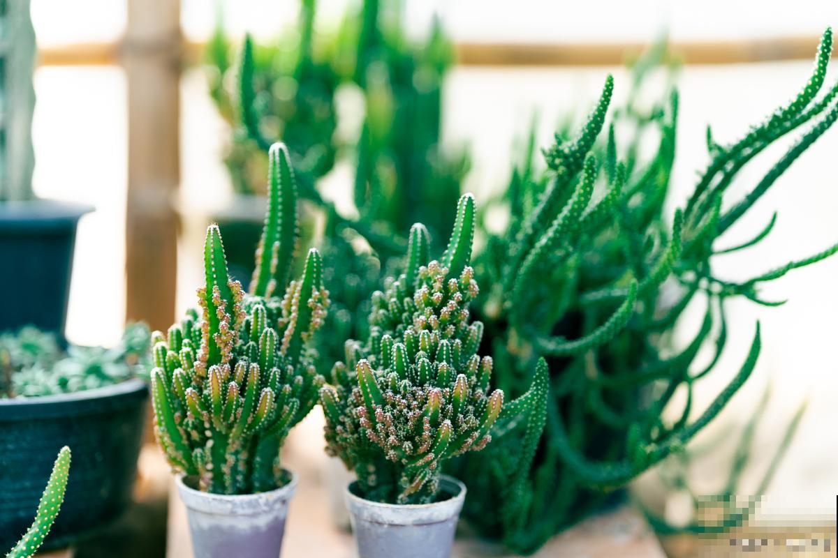 仙人指花蕾期怎么浇水 仙人指花蕾期怎么浇水