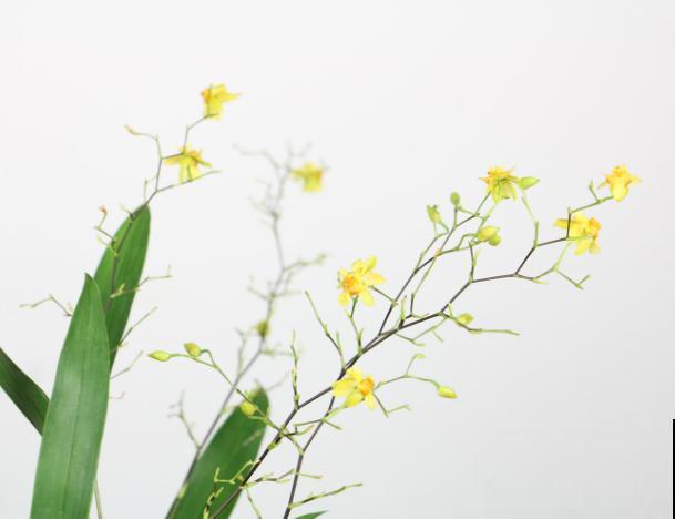 文心兰养殖,树皮和草苔都可以,各有各的优点 文心兰养殖,树皮和草苔都可以,各有各的优点