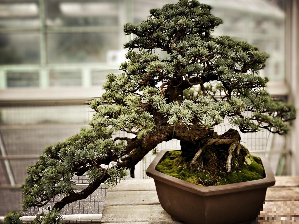 五针松盆景怎么养