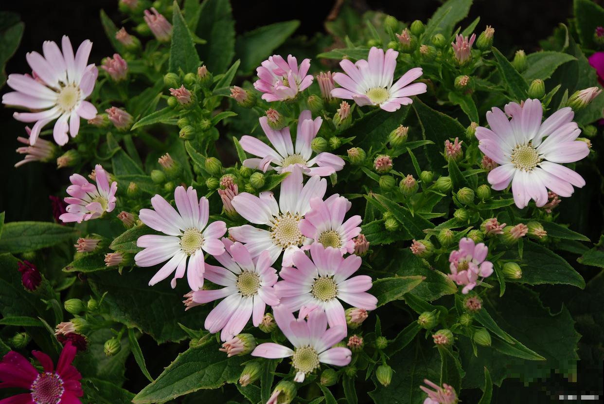 露薇花如何繁殖? 露薇花如何繁殖?