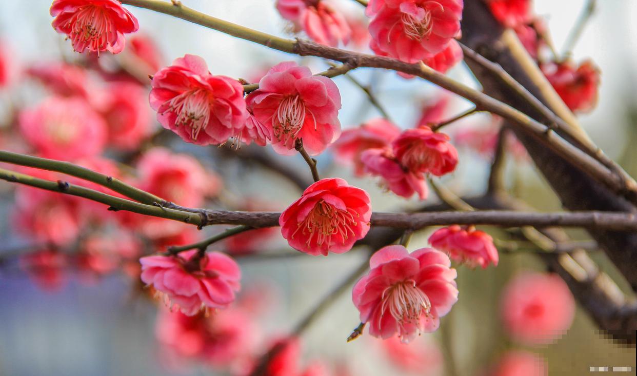 红梅可以在春天扦插吗 红梅可以在春天扦插吗