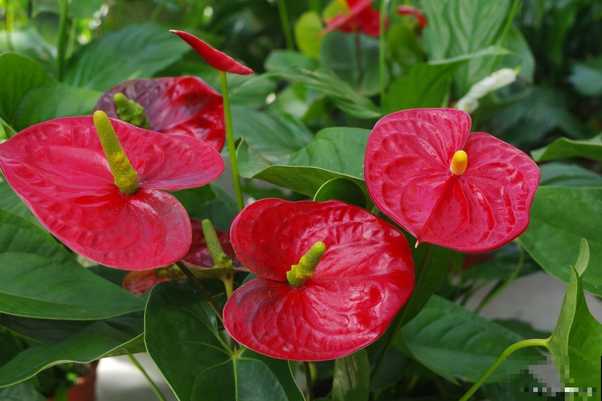 新买的红掌花叶子发黄怎么办