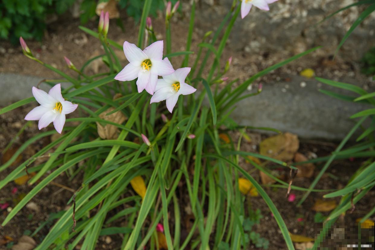 韭菜莲如何修剪？