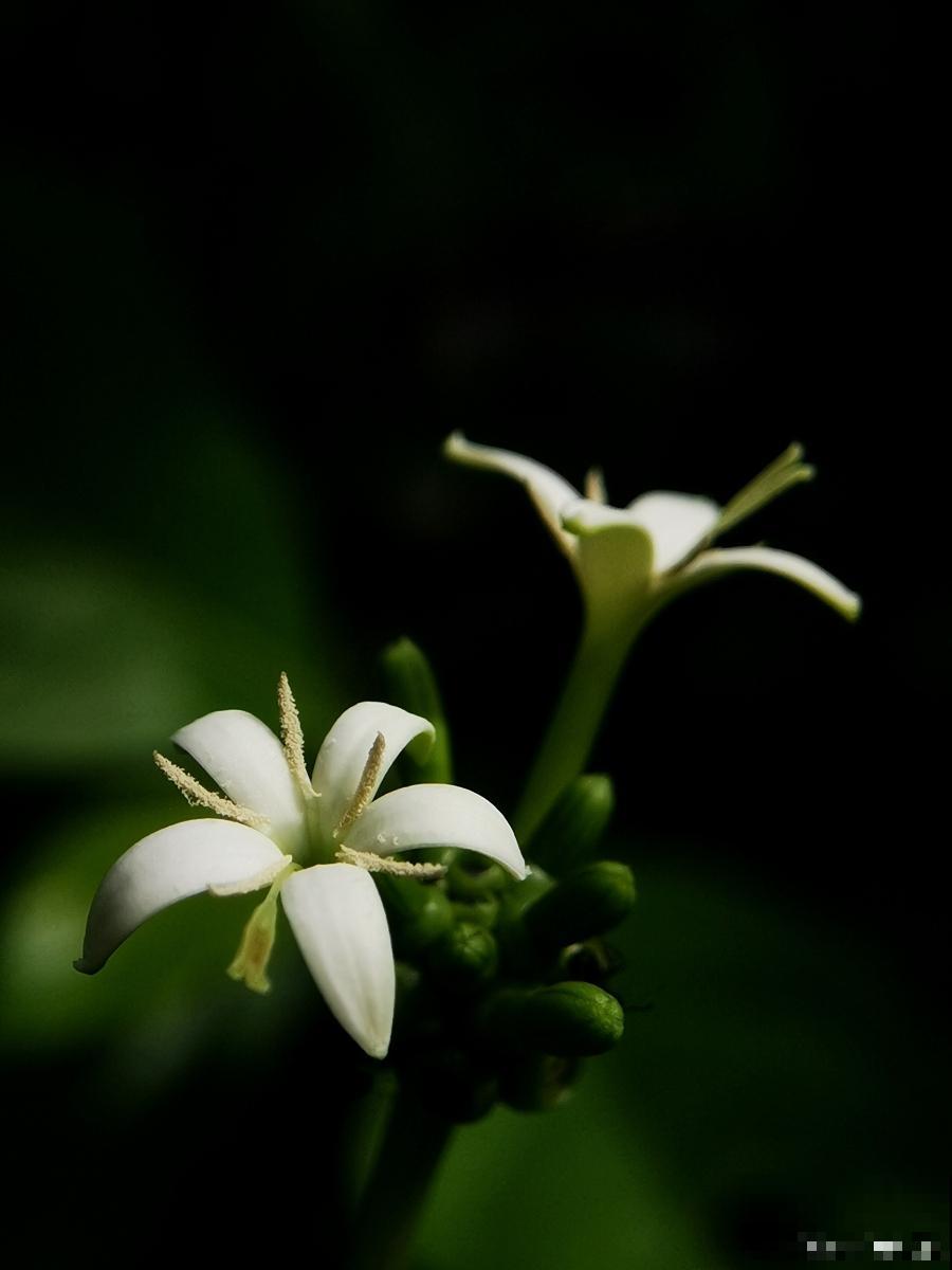 夜来香开花谢了以后怎么办