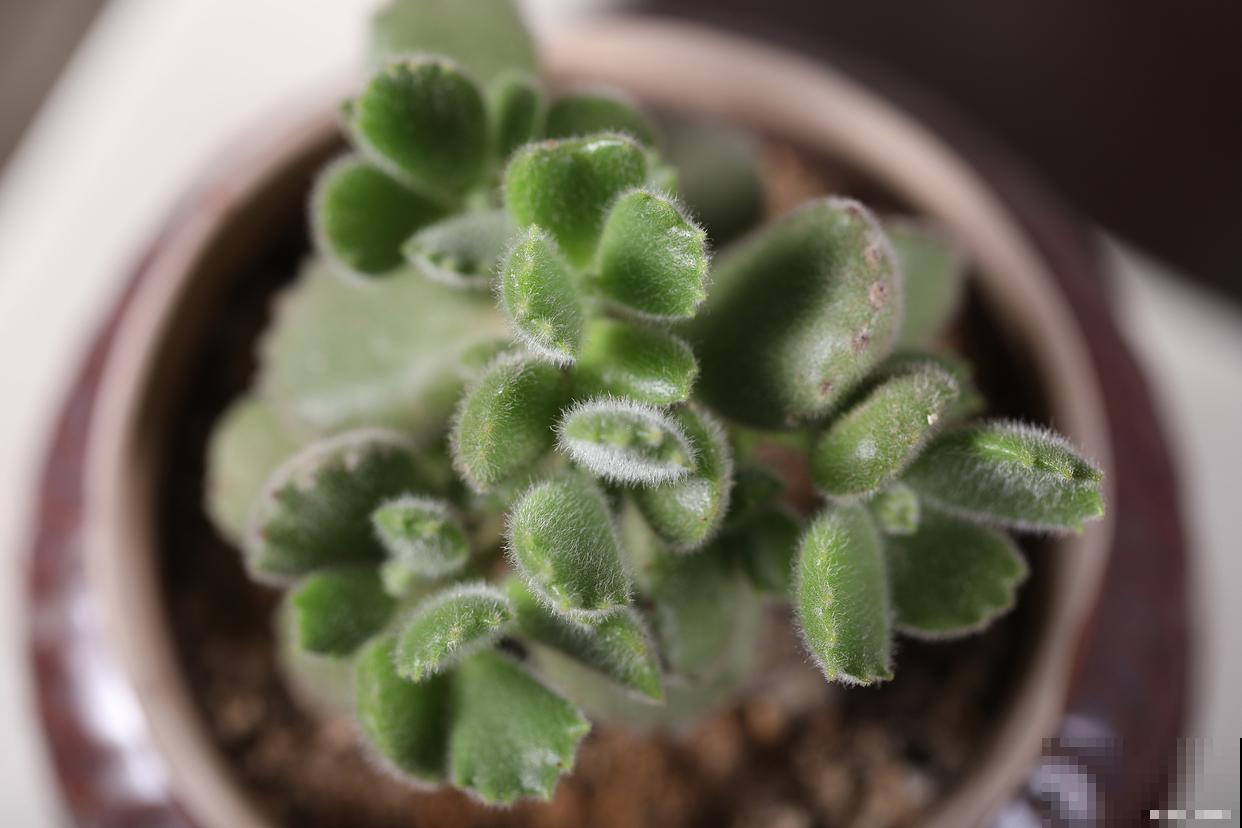 熊童子多久开花？