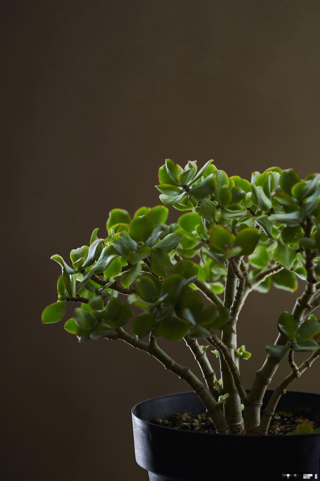 金枝玉叶如何换盆