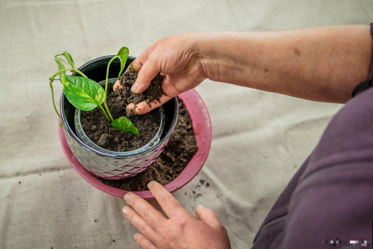 如何提高扦插成活率