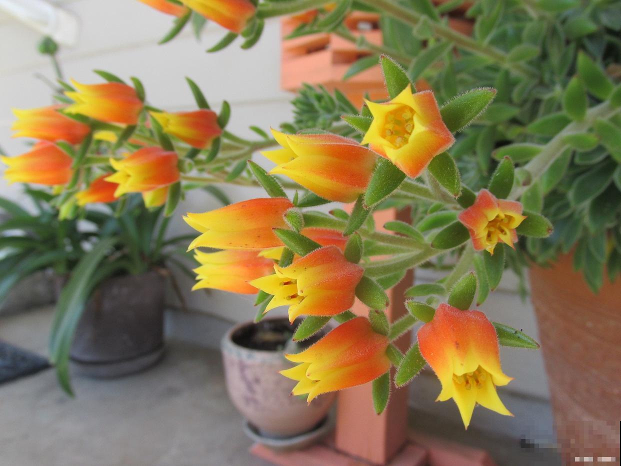 小宫灯长寿花怎么扦插